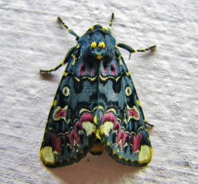 
Lily Moth / Polytela Gloriosae

