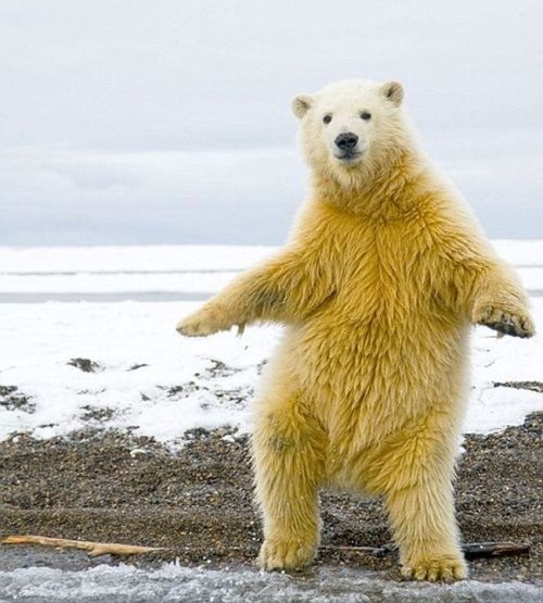 http://acidcow.com/pics/36659-dancing-bear-5-pics.html