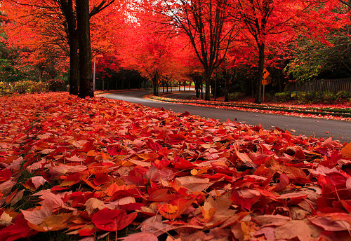 Autumn Leaves, The Cascades, Oregon
photo by photo