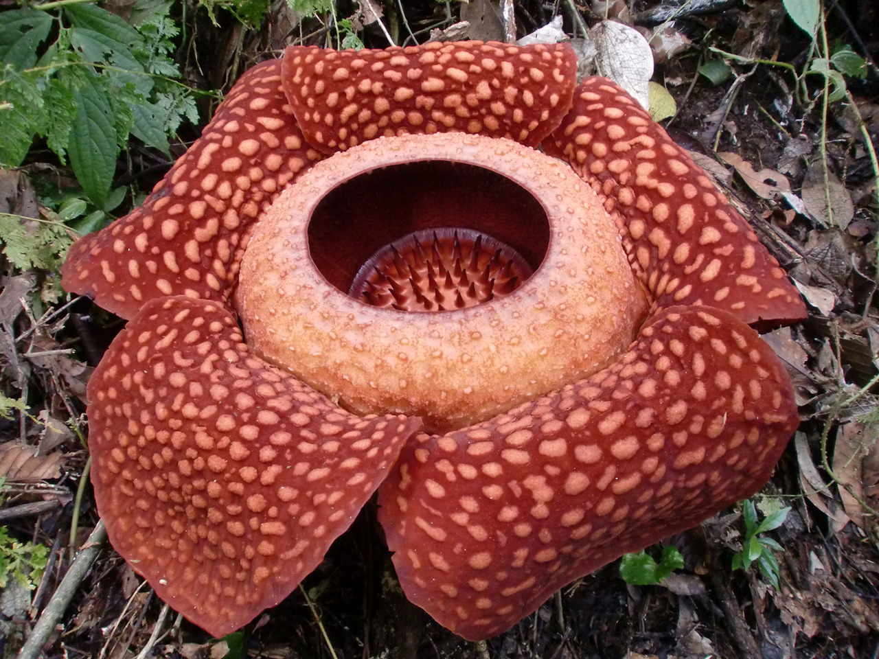rafflesia arnoldii pictures