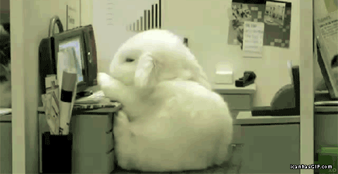 poor bunny at work