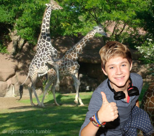 Niall ... e foi ao zoológico por ele mesmo.