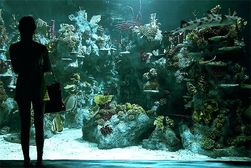 gif nature fish ocean sea marine life aquarium nature gif fish tank 