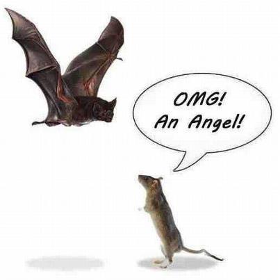 Rat looking at a bat and saying, "OMG, it's an angel."