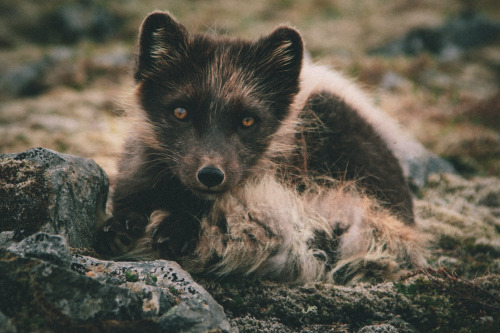 benchandcompass:

arctic fox. 
