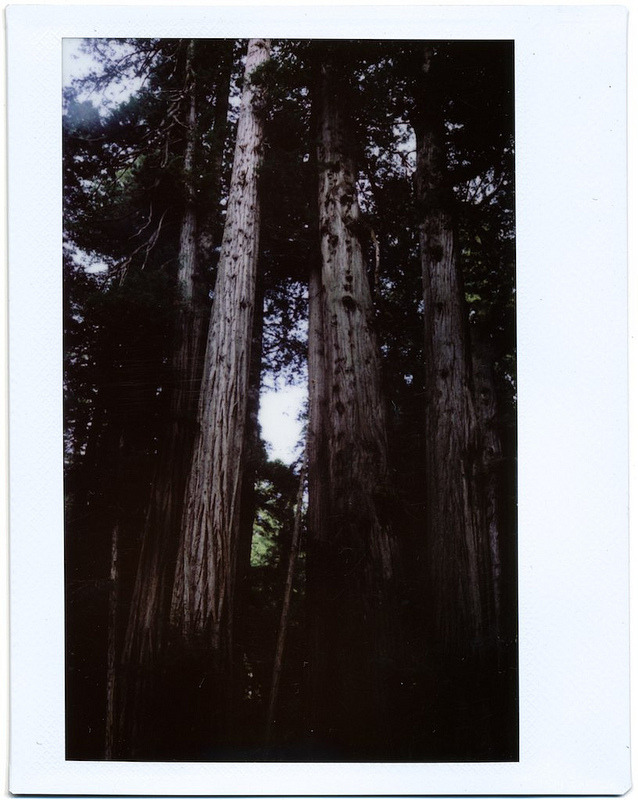 Into the Redwoods, 2012