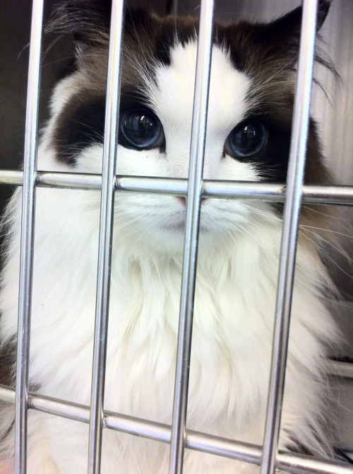 nicolas cage tumblr cat