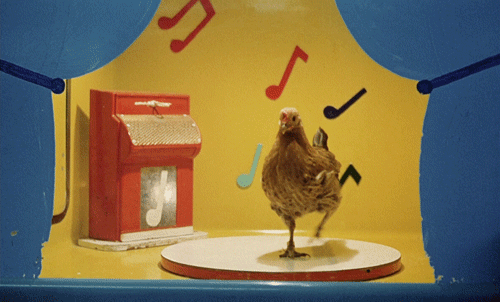 gif #dancing chicken #source? no idea #chicken