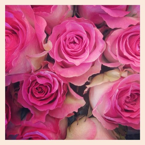 roses (Taken with Instagram)