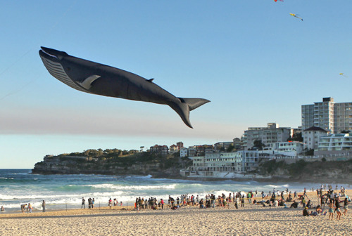 (via Blue Whale, A Realistic 100 Foot Long Kite by Peter Lynn)