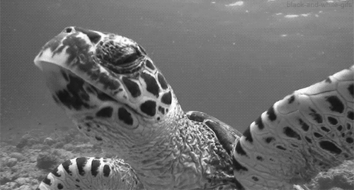 surfahh: emiloudetwiler: musicfreakslove: It looks like he’s talking and filming himself. Vlogging turtle. Hey, I’m turtle, let me show you around my crib. ☯