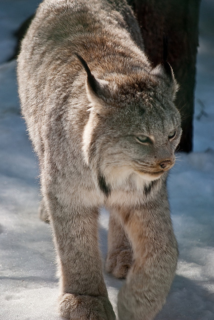 beasts-of-prey:

Lynx by Kim Kurtz on Flickr.
