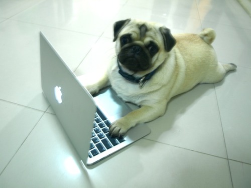 cutepugpics:

Puggie is on the internets, fact-checking the presidential debates!
