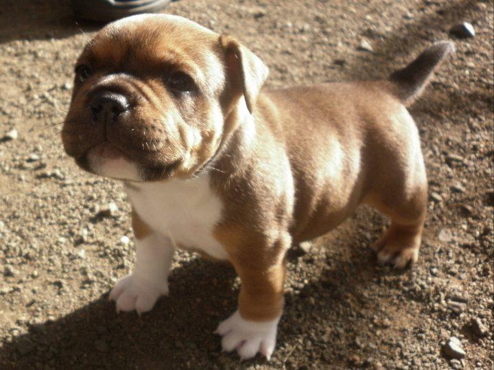 Fat Pitbull Puppies