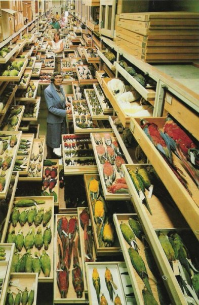 The Division of Birds storage facility in the Smithsonian&#8217;s National Museum of Natural History. Photo: Chip Clark