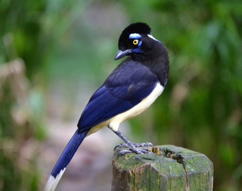 animals-animals-animals:

Plush-crested Jay (by Michael Fitzsimmons)
