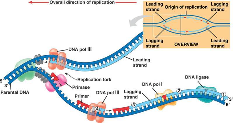 Bacterial Dna Replication