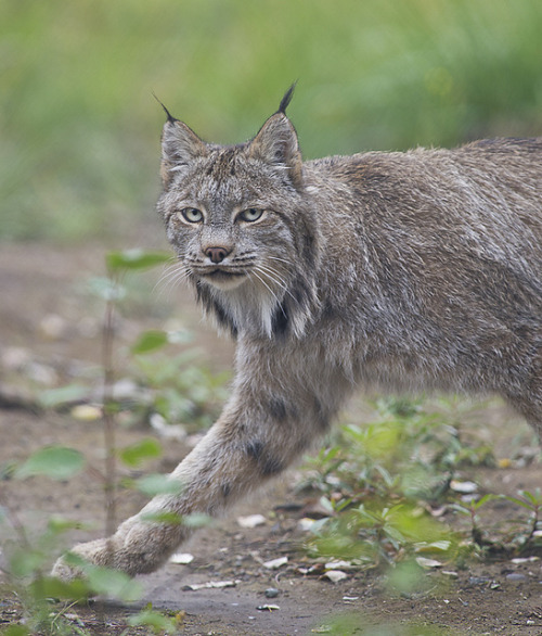 Lynx 7 by Dan Newcomb Photography on Flickr.