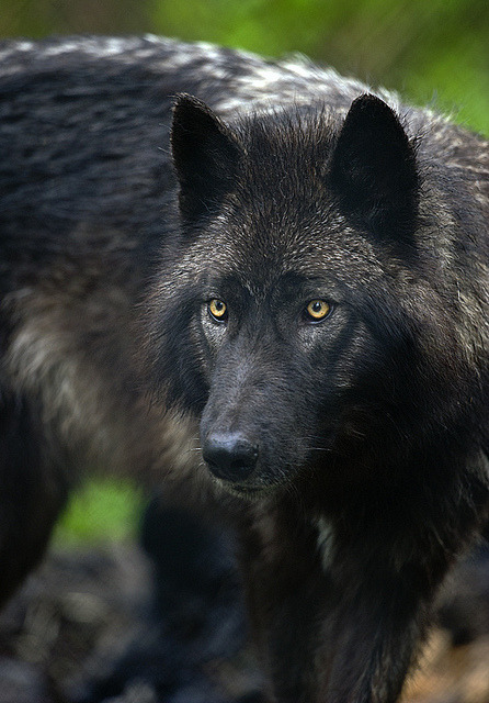 Wolf 11 by Dan Newcomb Photography on Flickr.