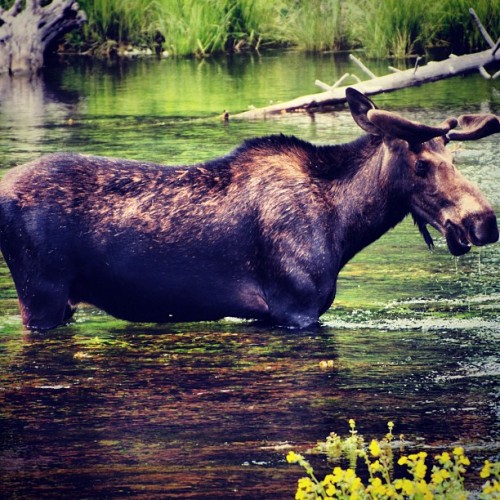 mypubliclands:

Great wildlife photo from our friends at the Forest Service - along the Nez Perce National Historic Trail, near Island Park, Idaho. (Forest Service photo by Roger Peterson.)http://www.fs.usda.gov/npnht/ (Taken with Instagram:  http://instagr.am/p/Q0rzqVHIpz/)
-Krista Berumen
