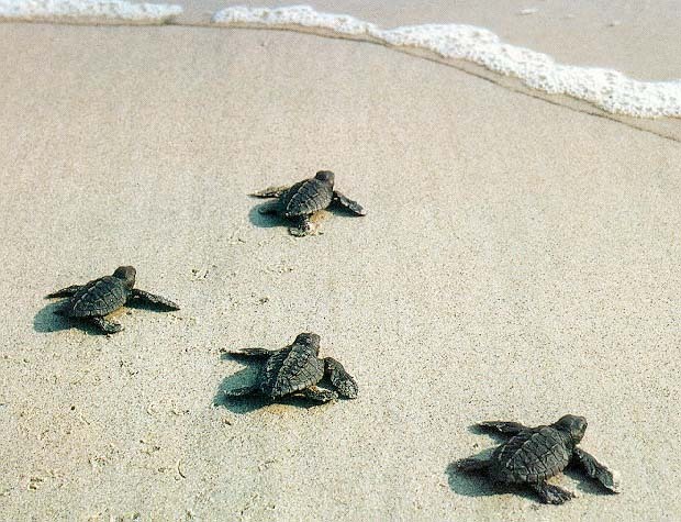 Baby Turtle Beach
