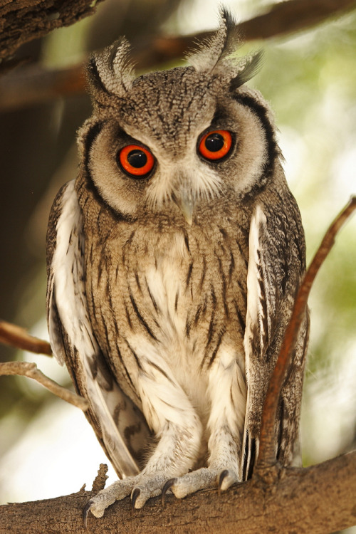 owlday:

White Faced Owl
