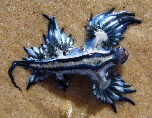 sea slug pokemon