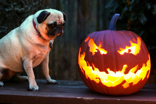 pug meditating over a pumpkin