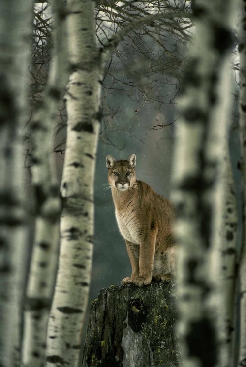 Cougar In Forest