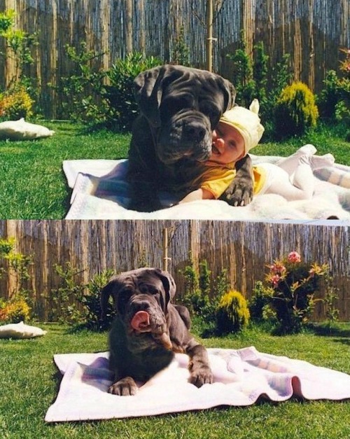 A Mastiff And A Baby