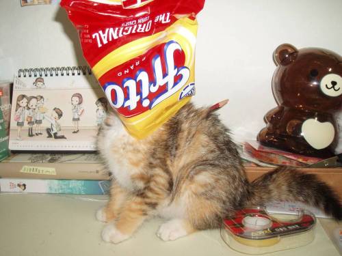 cat corn chip bag