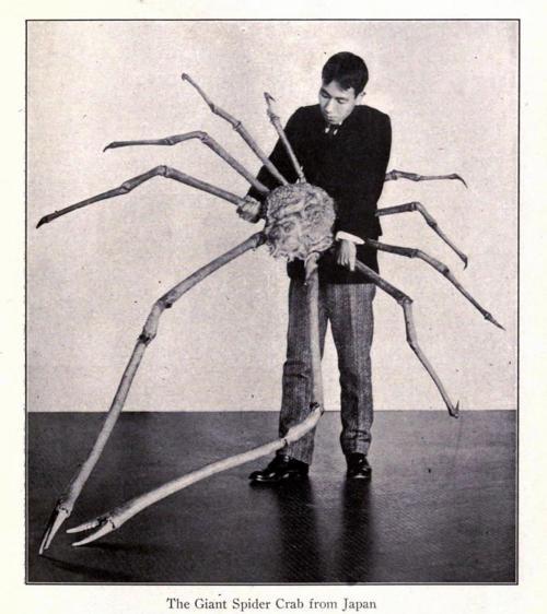 The Japanese Giant Spider Crab #1
