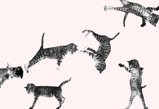 foxontherun:

Cat Bounce!
(via i want to punch you. / cat bounce)
