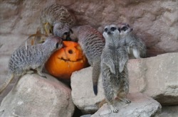 Meerkats at the London Zoo via Suzanne Plunkett / reuters