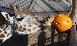 Maggie, Giraffe at London Zoo via Suzanne Plunkett / reuters