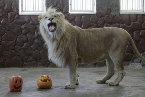 Almaz, African Lion at Royev Ruchey Zoo via Ilya Naymushin / Reuters