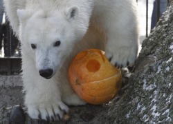 Aurora, Polar Bear at Royev Ruchey Zoo via Ilya Naymushin / Reuters