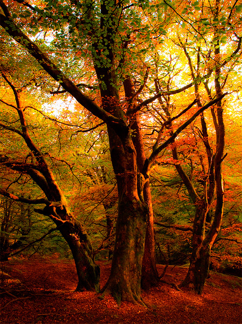 Autumn Sunset, Callander, Scotland
photo via lostbeauty