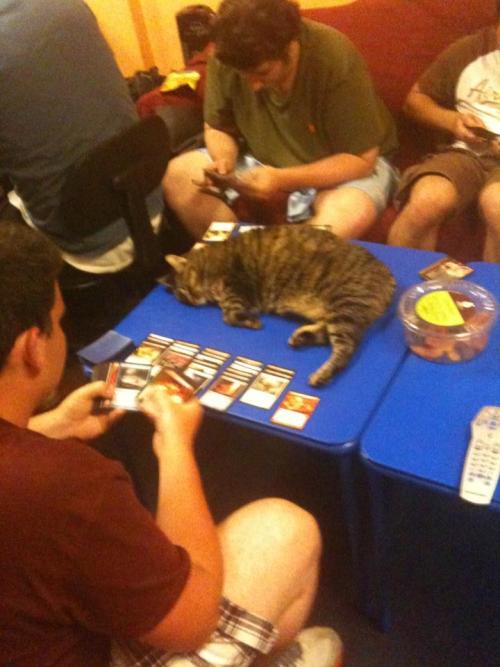 Magic: the Gathering
Friday Night Magic
Store Cat is a popular uncounterable creature spell apparently.
