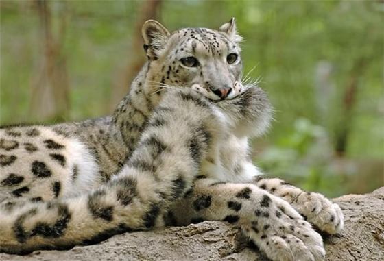 Featured image of post Baby Snow Leopard Anime Due to its perfect adaptations it is able to survive in the cold barren and high altitude landscape of central asia
