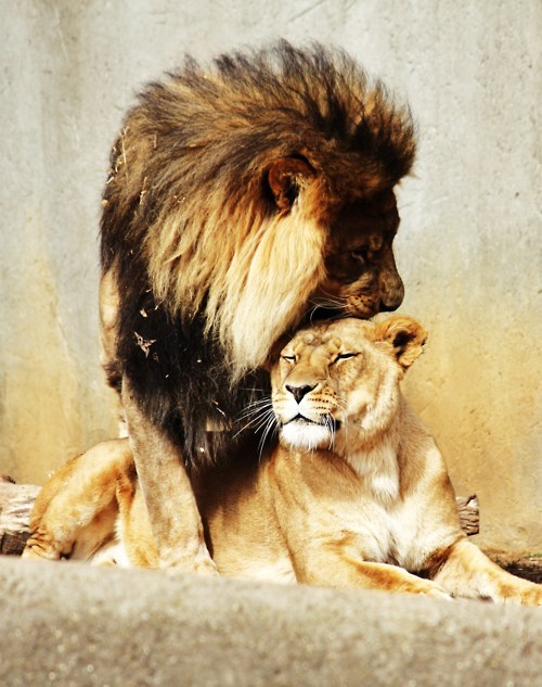 &#8216;i love an untame lion&#8230;&#8217;