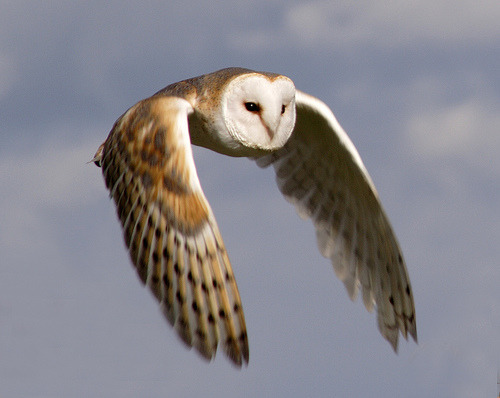 owls flight