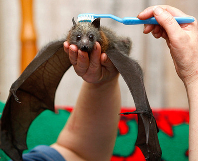 Cute Bat Pictures