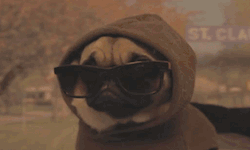 gif swag adorable pug sunglasses yay aww pug gif Cute pug pug with glasses pug in a hoodie cool pug cool pug gif swag pug