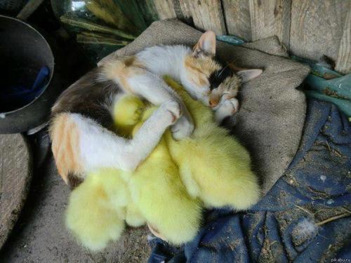 magicalnaturetour:

She’s very protective of her ducklings by Orbitron via reddit :) 
