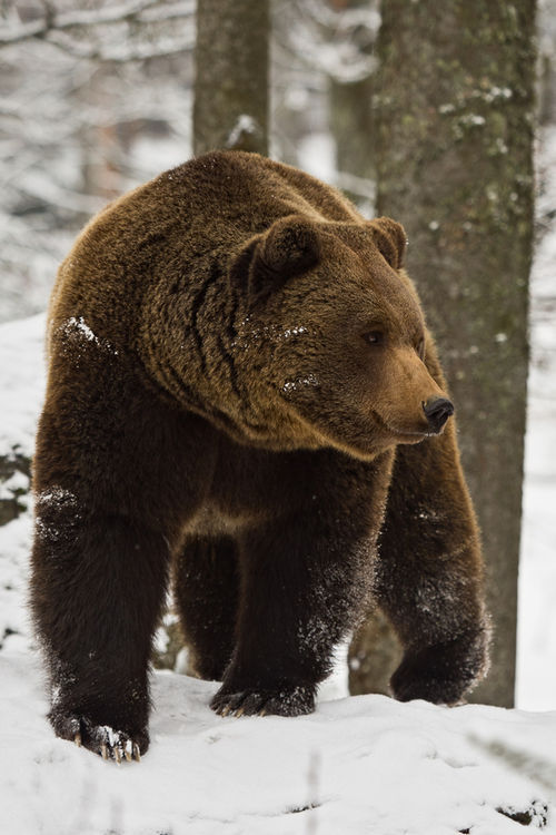 theenchantedcove:

500px / Photo “snowy bear” by Wilhelm Linse
