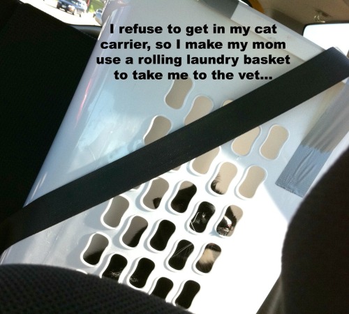 &#8220;I refuse to get in my cat carrier, so I make my mom use a rolling laundry basket to take me to the vet.&#8221; He looks like such an idiot being rolled into the vets office. And yes, I have to use the seat belt to keep him upright in the car. I&#8217;m ashamed for him&#8230;