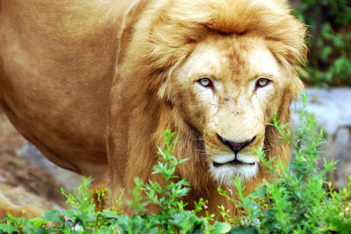 worldlyanimals:

Lion Stare (floridapfe)
