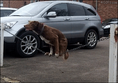 earthnation:

this dog is more talented than me
