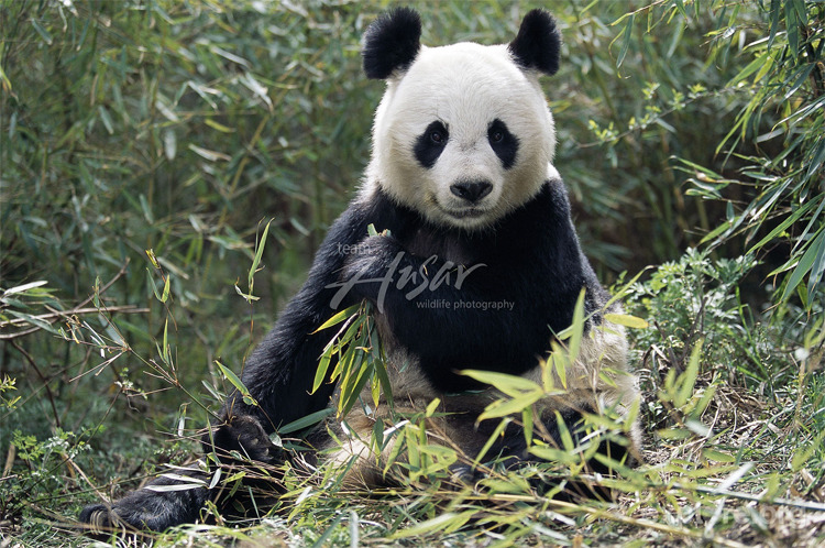 Pandas&#8217; Bamboo May be Lost to Climate Change / By Clara Moskowitz via Pandas International
Though they are one of the most beloved animal species on Earth, pandas aren&#8217;t safe from the devastating effects of climate change.
According to a new study, projected temperature increases in China over the next century will likely seriously hinder bamboo, almost the sole source of food for endangered pandas. Only if bamboo can move to new habitats at higher elevations will pandas stand a chance, the researchers said.
However, if conservation programs wait too long, human inhabitants and activities could claim all of the new habitats capable of supporting bamboo in a warming world.
&#8220;It is tough, but I think there&#8217;s still hope, if we take action now,&#8221; said research team member Jianguo Liu, a sustainability scientist at Michigan State University. &#8220;If we wait, then we could be too late.&#8221;
The researchers used various climate-change models to project the future for three bamboo species relied on by pandas in the Qinling Mountain region of China, which represents about a quarter of the total remaining panda habitat. These models varied in their specific predictions, but each forecasted some level of temperature rise within the coming century.
The results suggest that if the bamboo is restricted to its current distribution area, between 80 and 100 percent of it will disappear by the end of the 21st century, because it won&#8217;t be able to grow under the increased temperatures.
If, however, bamboo can move into new, cooler areas (which will reach the same temperatures as current bamboo habitats due to warming), then there is hope. However, that all still depends on the extent to which humans can curtail climate change by limiting greenhouse-gas emissions in the future.
&#8220;All the models are quite consistent — the general trend is the same,&#8221; Liu told LiveScience. &#8220;The difference is the degree of the changes. Even with very hopeful scenarios, where we allow bamboo to go anywhere it wants, there are still very severe consequences. Of course, if the bamboo has nowhere to go, then the panda habitat will be lost more quickly.&#8221;
Many pandas in the wild currently live in nature reserves protected from human encroachment. However, almost all of the land encompassed by those reserves will be unsuitable for the bamboo if the temperatures rise as predicted.
But if conservationists plan ahead now to move those reserves in line with changing bamboo habitats, then it may be possible to preserve the land the pandas will need.
And climate change is not the only challenge facing giant pandas, one of the most endangered species in the world, researchers say. Human activities have already severely limited the animals&#8217; habitats, and their dependence on a single source of food, one that&#8217;s not that nutrient- or energy-rich, doesn&#8217;t help.
In addition to their native habitats in China, pandas live around the world in zoos and breeding centers. But Liu doesn&#8217;t predict a bright future for the bears if they lose their wild habitats.
&#8220;To really protect pandas, you cannot just stick [them] into a breeding center or a zoo,&#8221; he said, noting that the animals&#8217; genetic diversity would suffer, among other issues. &#8220;That&#8217;s not a long-term solution.&#8221;
The results of the study are published in the Nov. 11 issue of the journal Nature Climate Change.
